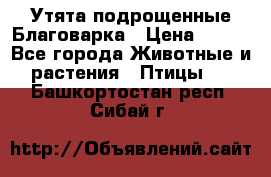 Утята подрощенные Благоварка › Цена ­ 100 - Все города Животные и растения » Птицы   . Башкортостан респ.,Сибай г.